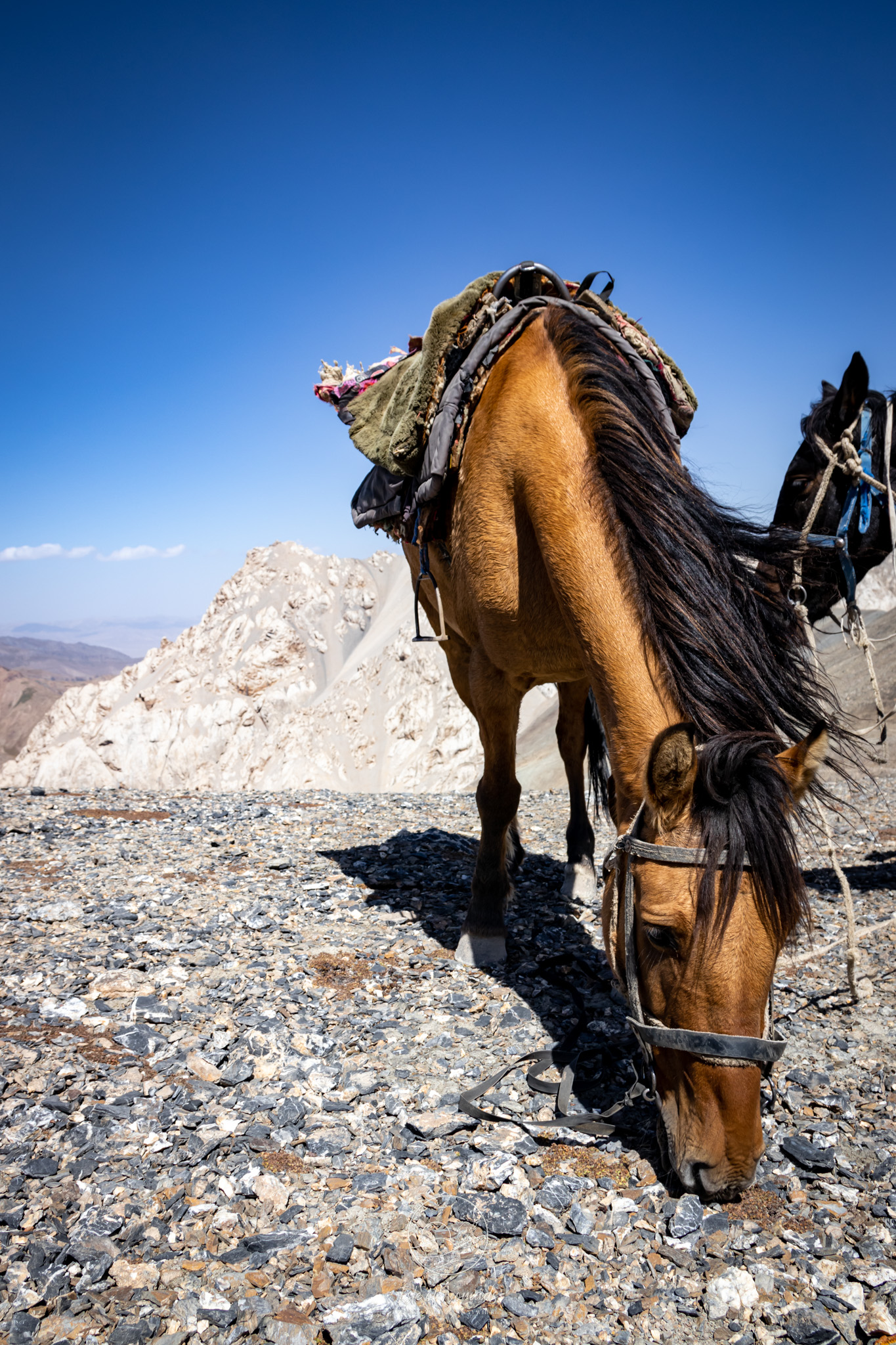 A horse ride is a must do activity when in Kyrgyzstan...