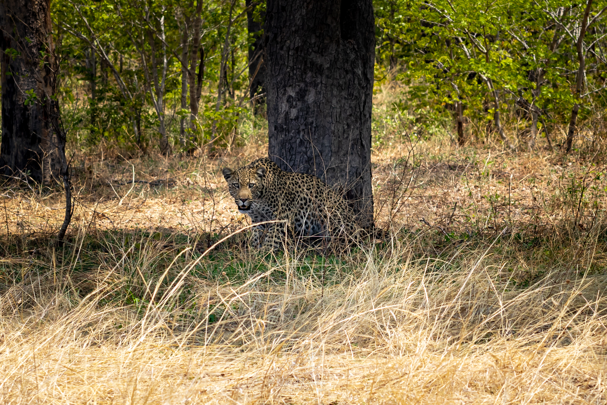 Make sure to watch out for wildlife sightings! This picture was taken around 3km after we passed the Ngoma border post.