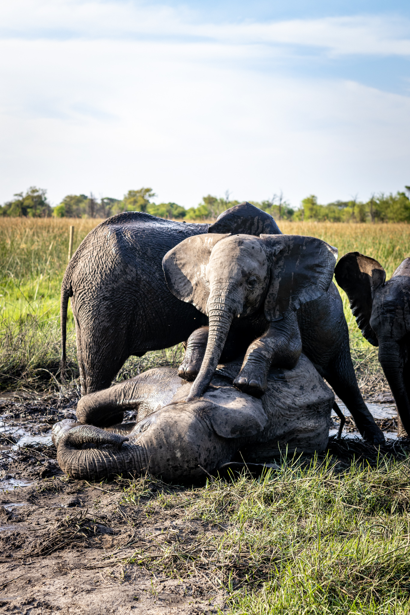 ...the baby elephant sanctuary Elephant Havens