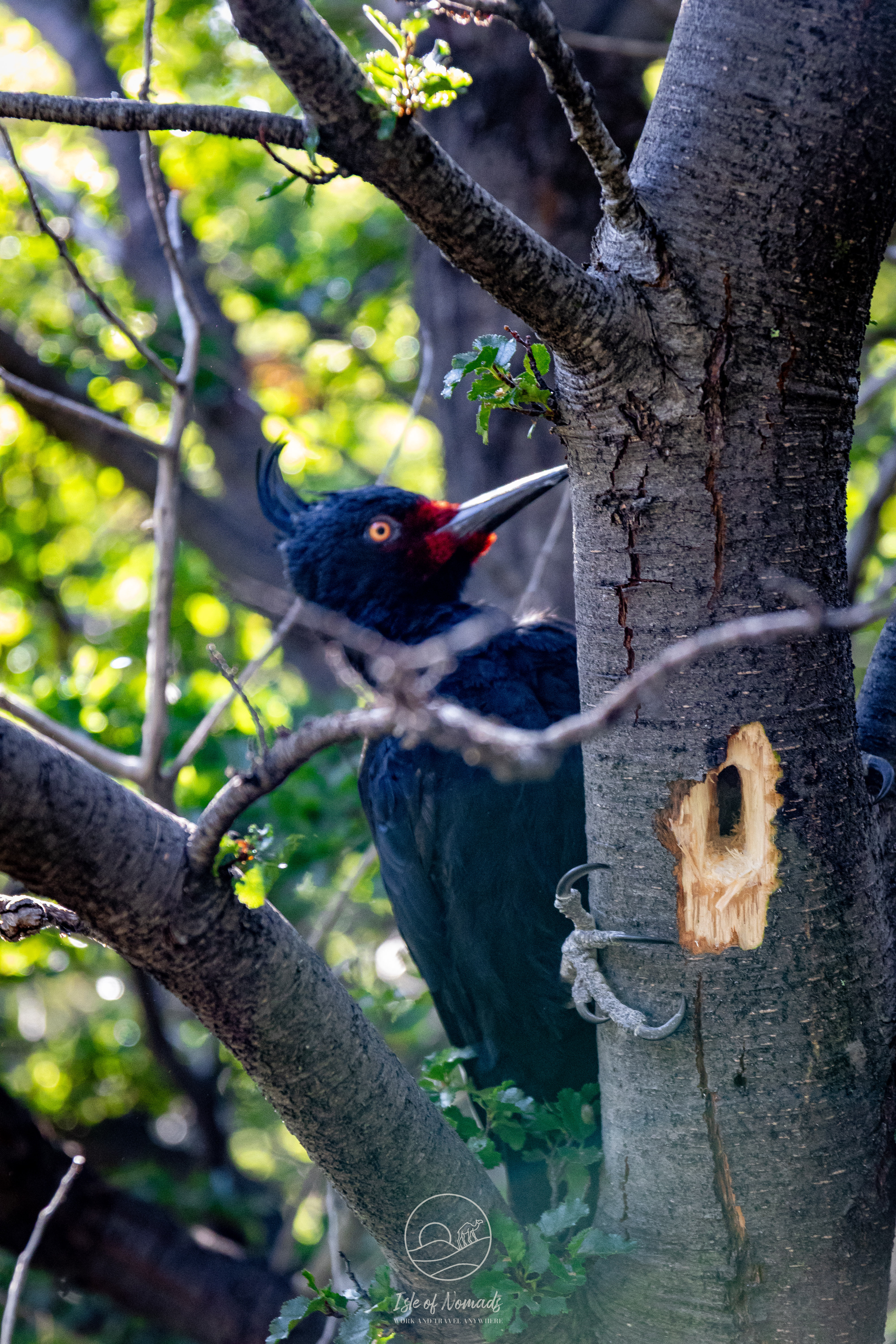 We saw plenty of birds, and most of them I couldn't identify, but this one was an exception