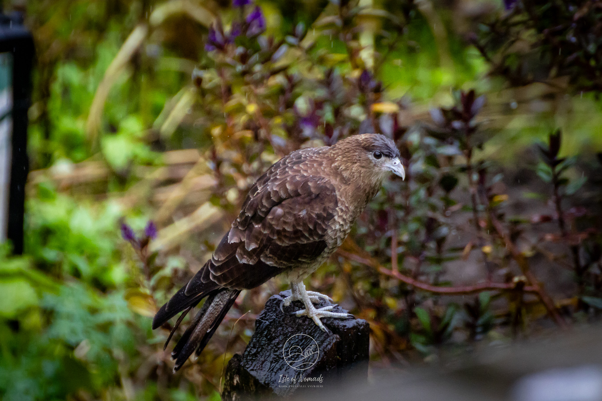 Be on the lookout for wildlife while you drive the Carretera, it's abundant and beautiful!