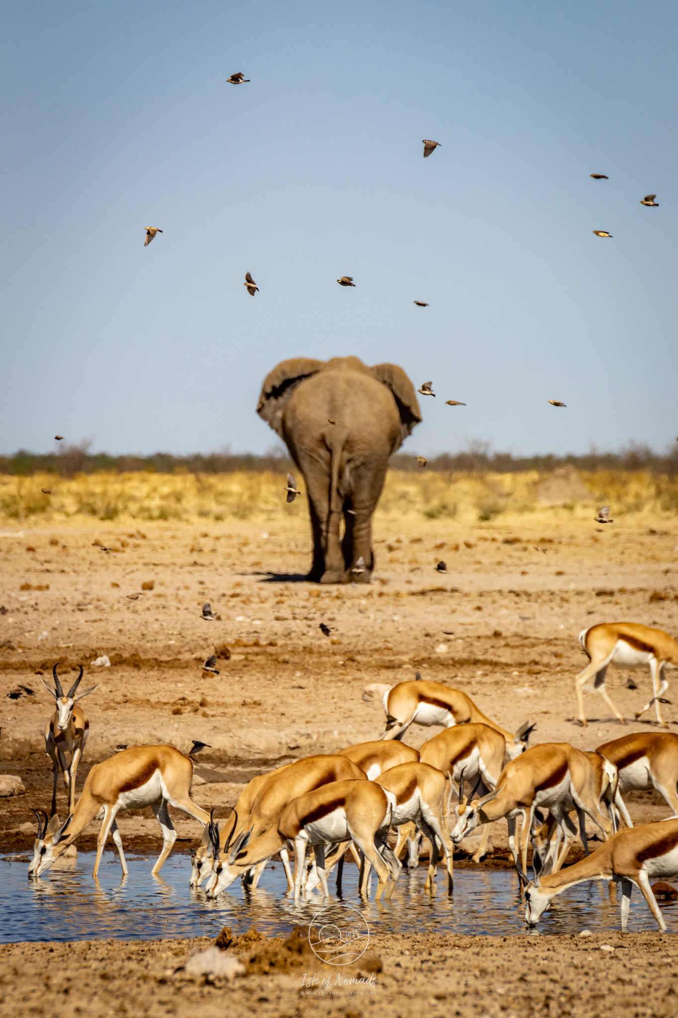 ...as it is quite dry and the animals congregate at the water holes