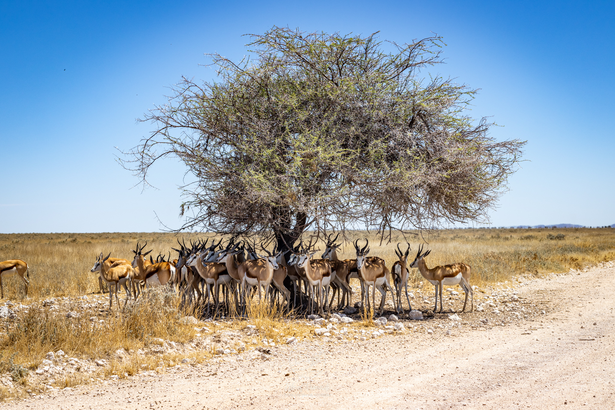 We had many animal sightings just driving along the roads. At first we stopped for every single animal, but if we would have continued like that we would have never reached Botswana!