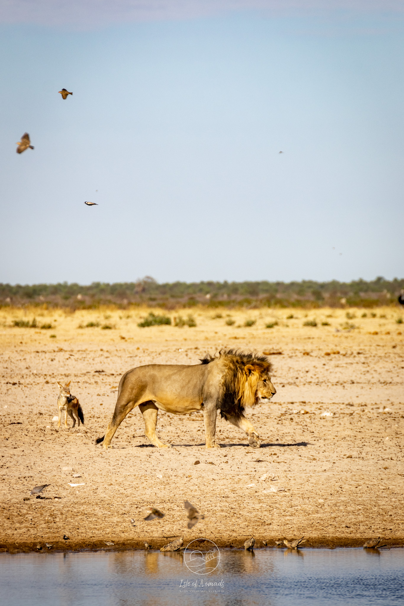 Etosha is a great park to spot even normally elusive wildlife