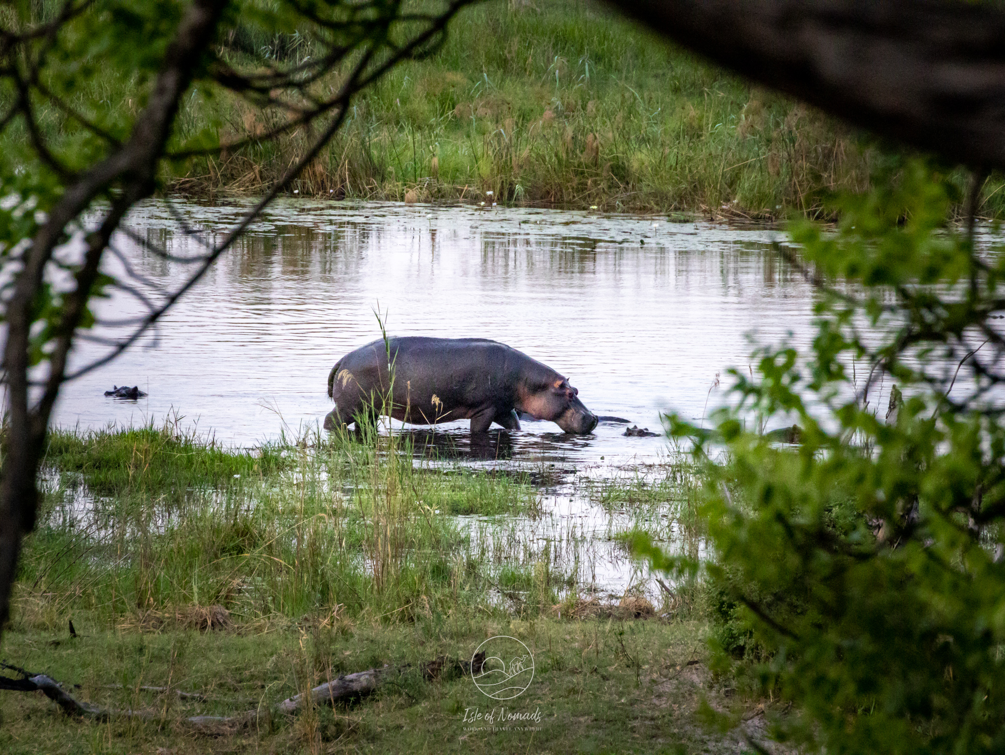 Observing a hippo from our accommodation in the Capviri strip