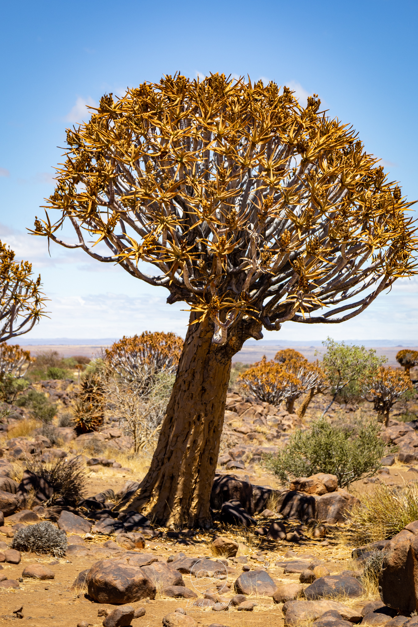 The quiver tree forest and...