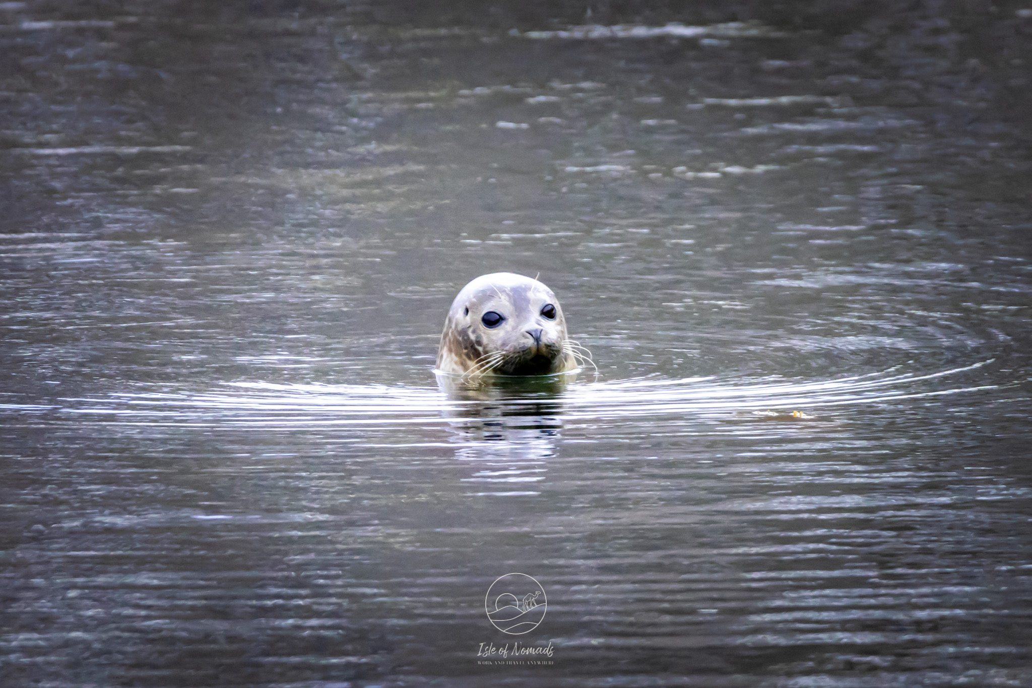 Keep your eyes peeled for wildlife if you are travelling Senja - we saw seals, moose and several eagels