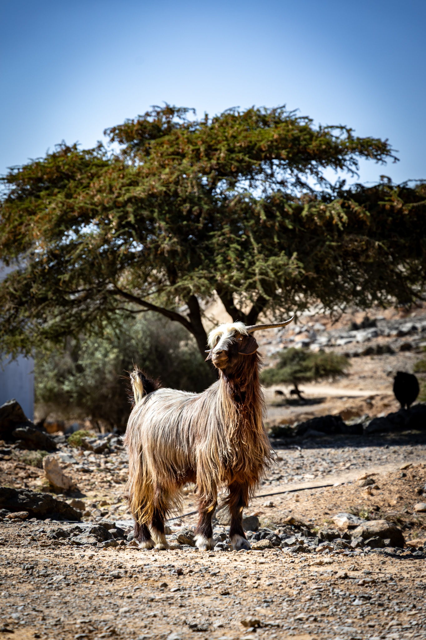 If you like goats, you're in for a treat in Oman