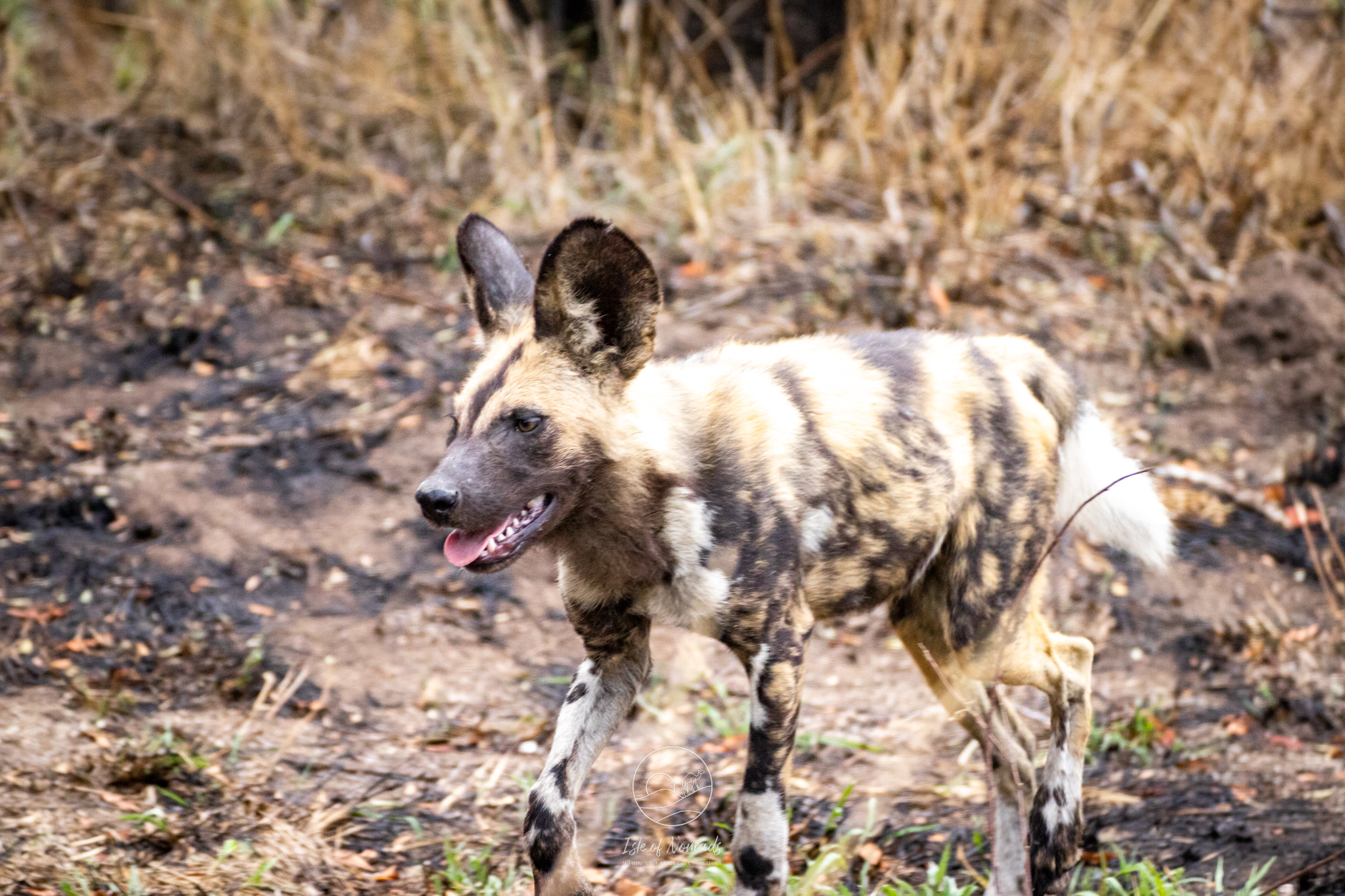 We only found out after our day driving in Kruger that we apparently were very lucky to spot African Wild Dogs