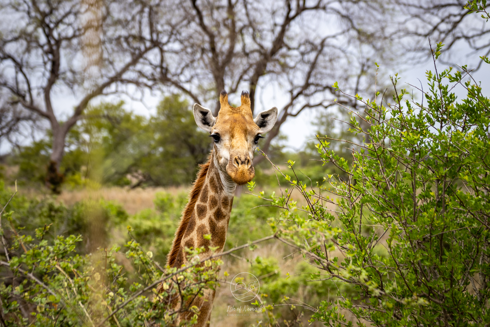 Watch out for wildlife! This giraffe was just casually standing next to the road