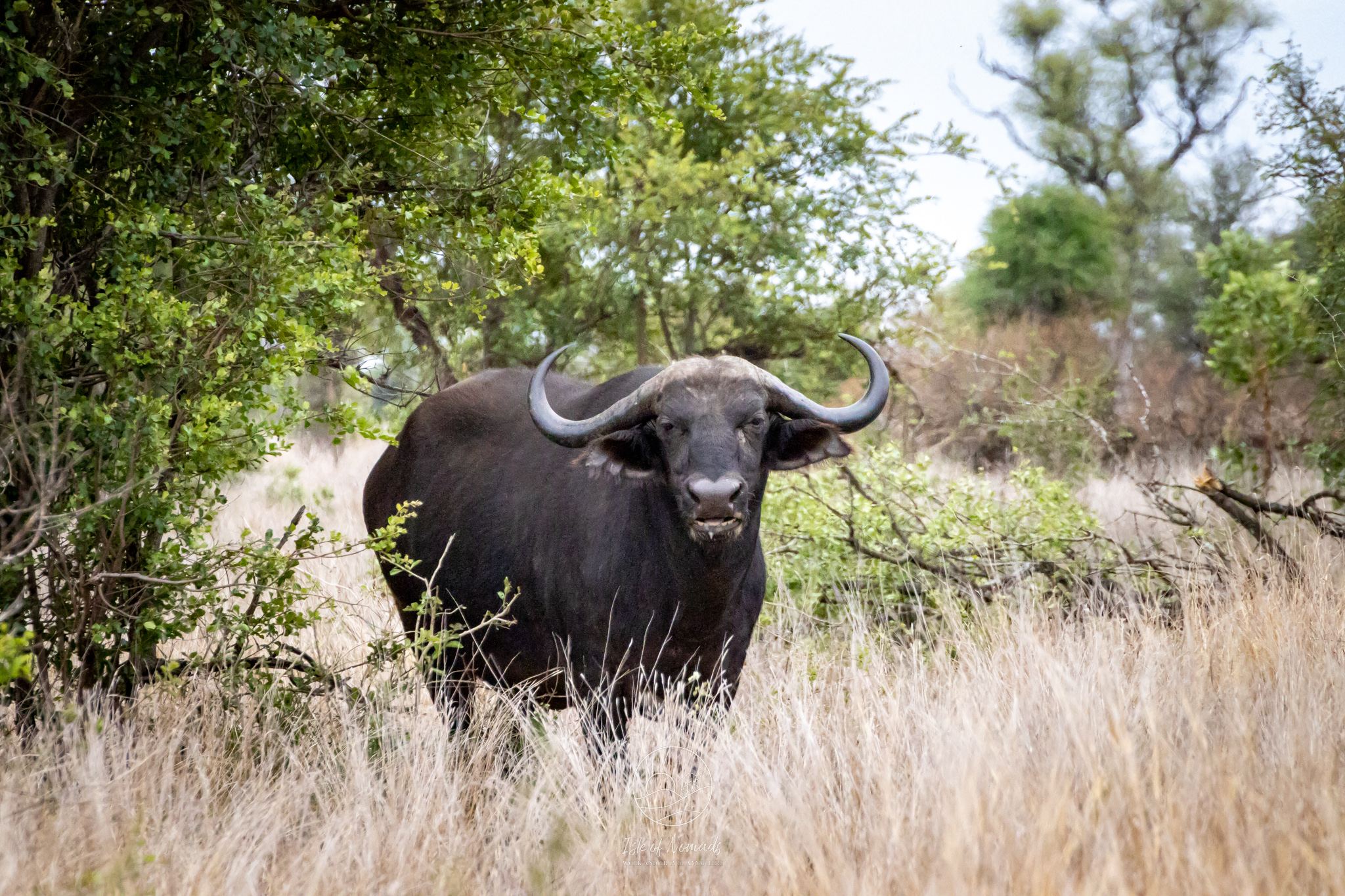 Buffalo sighting at Addo!