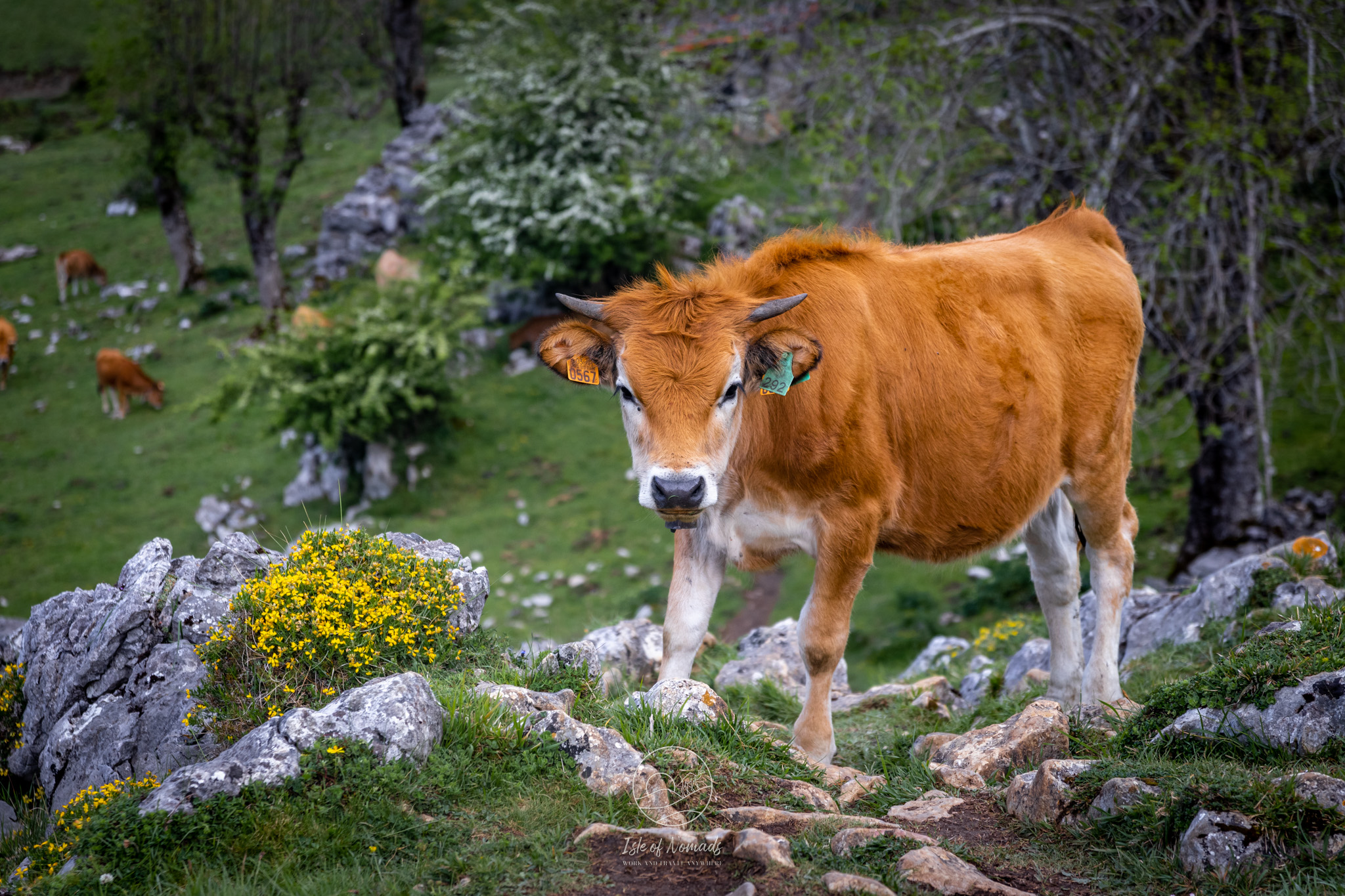 Somehow I did not know that the region of Asturias in Spain has some of the most beautiful mountain landscapes in Europe - cows inclusive!