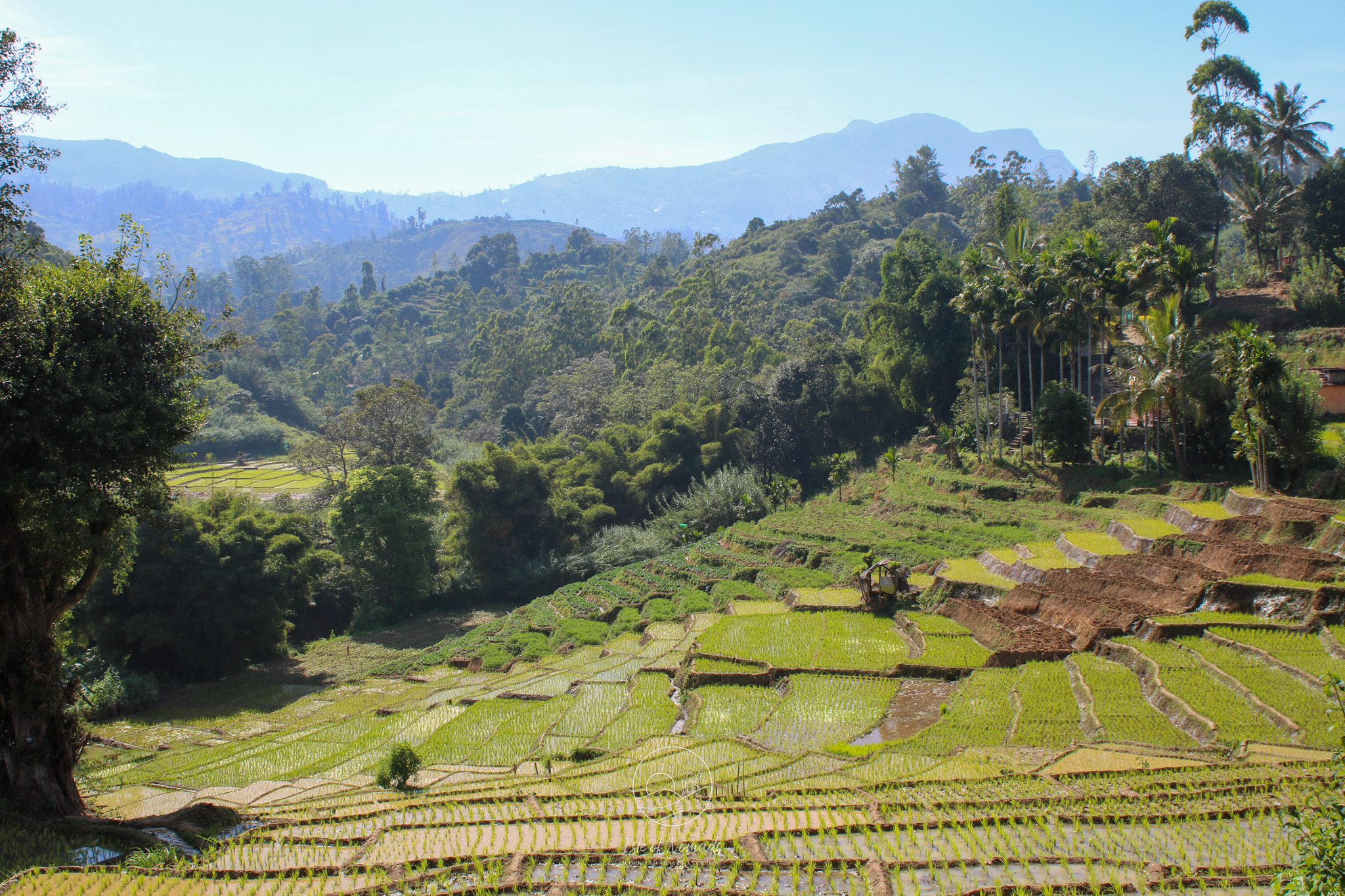 View of the tea plantations around Nuwara Elija