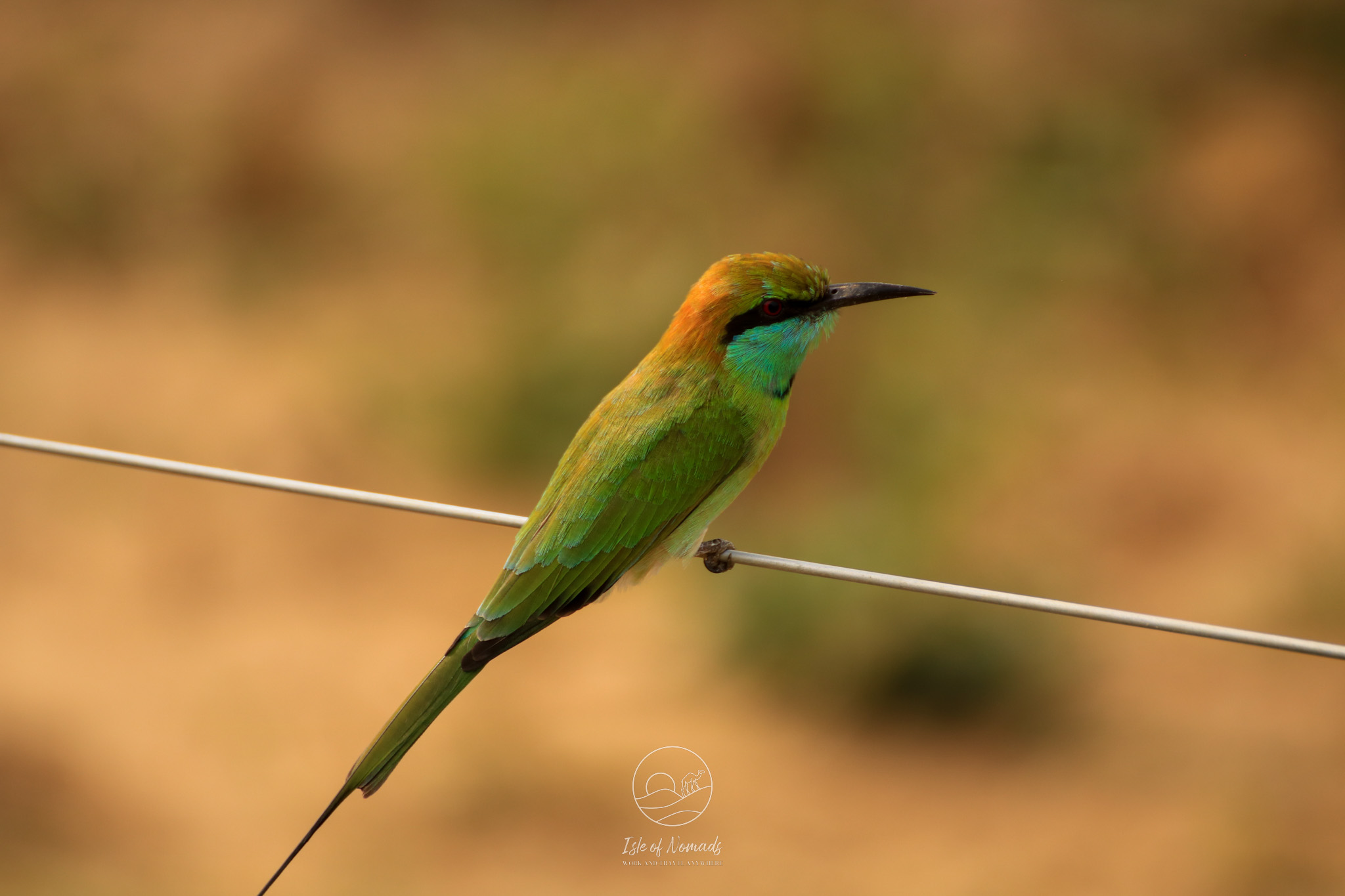 Some of our sightings in Udawalawe