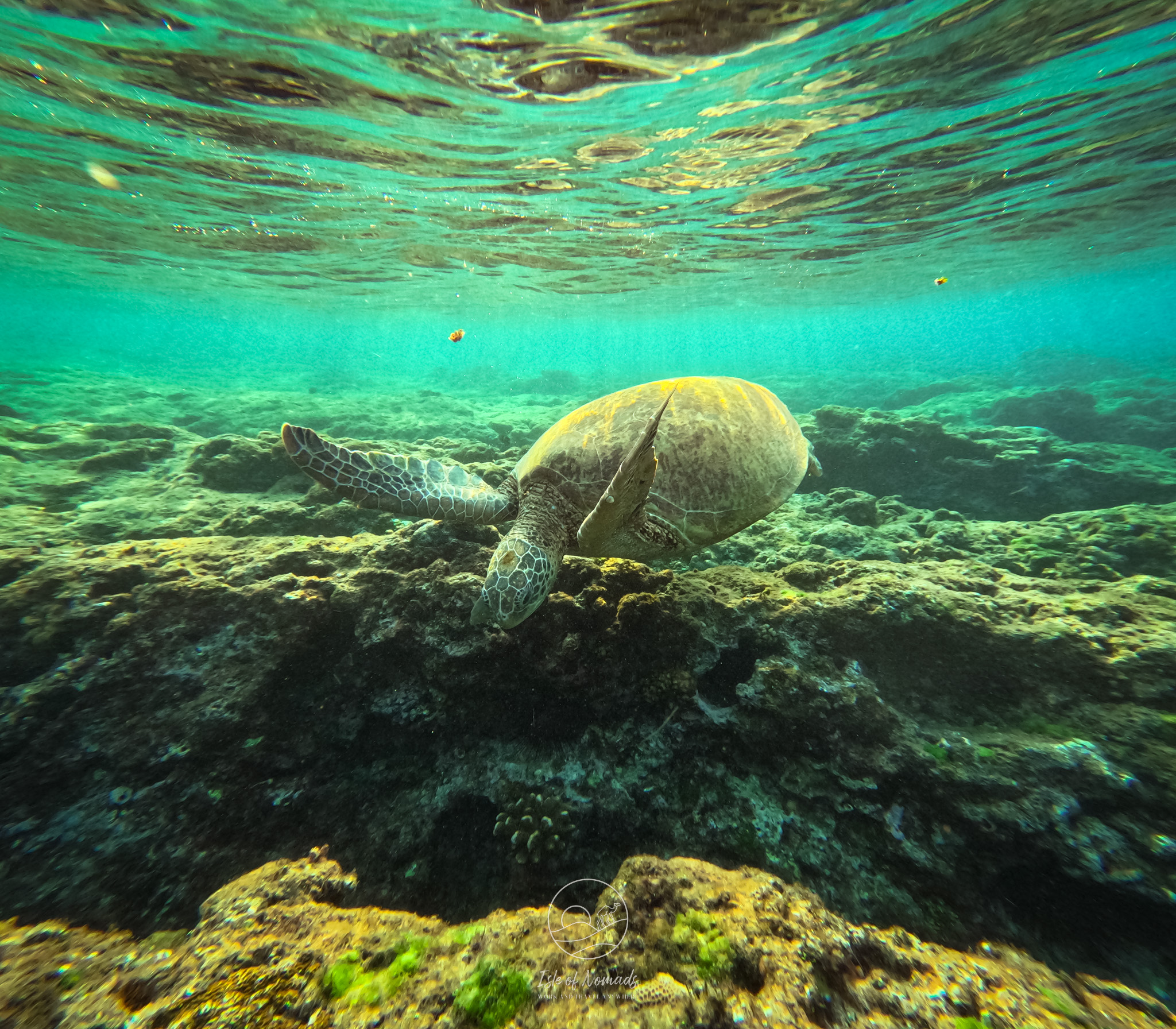 Swimming with turtles all around you was magical!